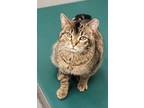 Adopt Cordelia a Domestic Short Hair