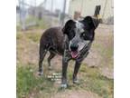 Adopt Margery a Australian Cattle Dog / Blue Heeler