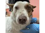 Adopt Wiggles- LOVES dogs, people and treats! a Australian Cattle Dog / Blue