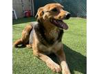 Adopt Harley- LOVES dogs, people and treats! a Shepherd, Mixed Breed