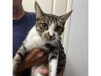 Adopt Clover a Domestic Short Hair