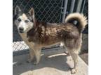 Adopt Spring a Siberian Husky