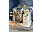 Adopt Space a Domestic Medium Hair, Domestic Short Hair