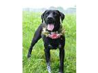 Adopt Artemis - Adoptable a Labrador Retriever, Mixed Breed