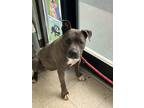 Adopt Katie - Adoptable a Pit Bull Terrier, Mixed Breed