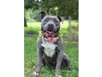 Adopt Katie - Adoptable a Pit Bull Terrier, Mixed Breed