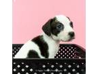Adopt Rerun a Beagle
