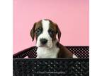 Adopt Schroeder a Beagle
