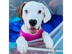 Adopt Peppermint Patty a Beagle