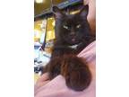 Adopt Kitty Purry a Domestic Medium Hair