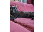 Adopt Thing 1 a American Shorthair