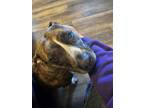 Adopt Zara a Pit Bull Terrier