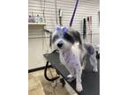 Adopt Ellie a Chinese Crested Dog