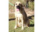 Adopt Emerald a Labrador Retriever