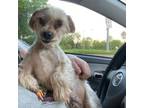 Adopt Venti a Yorkshire Terrier, Mixed Breed