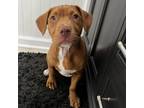 Adopt Ginger a Pit Bull Terrier, Mixed Breed