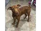 Adopt Mai Tai a Pit Bull Terrier, Mixed Breed