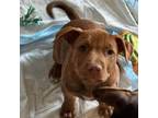 Adopt Mai Tai a Pit Bull Terrier, Mixed Breed
