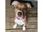 Adopt Julep a Pit Bull Terrier, Mixed Breed