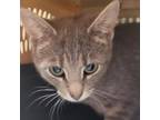 Adopt Fawny a Domestic Short Hair