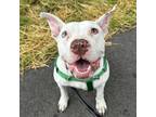 Adopt Diamond a American Staffordshire Terrier