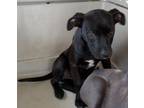 Adopt May a Pit Bull Terrier, Mixed Breed