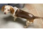 Adopt Aslon a Jack Russell Terrier, Beagle