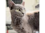 Adopt Marina a Domestic Short Hair