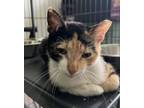 Adopt Mirabelle a Domestic Short Hair, Calico