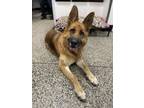 Adopt EMILY a German Shepherd Dog