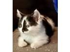 Adopt Filly bonded pair with sibling a Domestic Short Hair