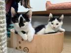 Adopt Chicky bonded pair with sibling a Domestic Short Hair