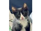 Adopt Swifty bonded pair with sibling a Domestic Short Hair