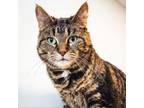 Adopt Doodle a Domestic Short Hair