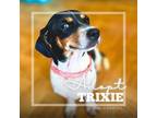 Adopt Trixie a Dachshund, Mixed Breed