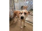 Adopt crunch a Australian Cattle Dog / Blue Heeler, Pit Bull Terrier