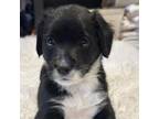 Adopt Rue a Border Collie, Mixed Breed