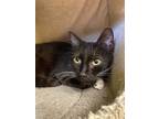 Adopt Blizzard a Domestic Short Hair