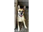 Adopt Mollie a Cattle Dog, Boxer