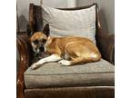 Adopt Mollie a Cattle Dog, Boxer