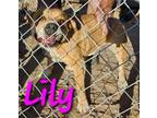 Adopt Lily a Pit Bull Terrier, Labrador Retriever