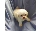 Maltipoo Puppy for sale in Interlochen, MI, USA