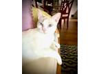 Adopt Amaretta a Domestic Short Hair