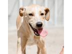 Adopt Sunshine-Adoption Fee Grant Eligible! a Labrador Retriever, Pointer