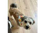 Adopt Darla a Terrier, Mixed Breed