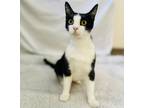 Adopt Roberta a American Shorthair