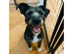 Adopt Mitzi a Mixed Breed