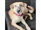 Adopt Kiki a Labrador Retriever