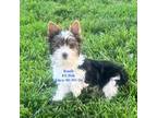Yorkshire Terrier Puppy for sale in Wilder, KY, USA