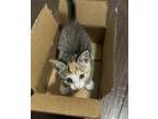 Adopt Hilde a Domestic Short Hair, Tabby